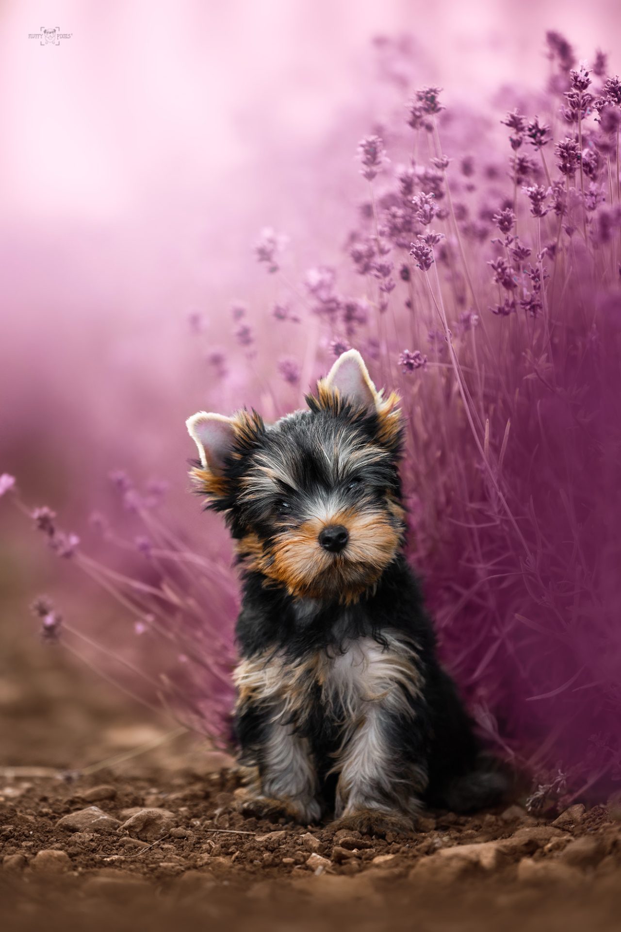 FluffyPixels