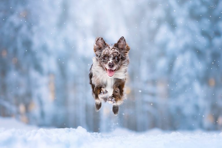 FluffyPixels - galerija slik