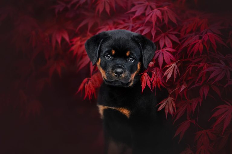 FluffyPixels - galerija slik