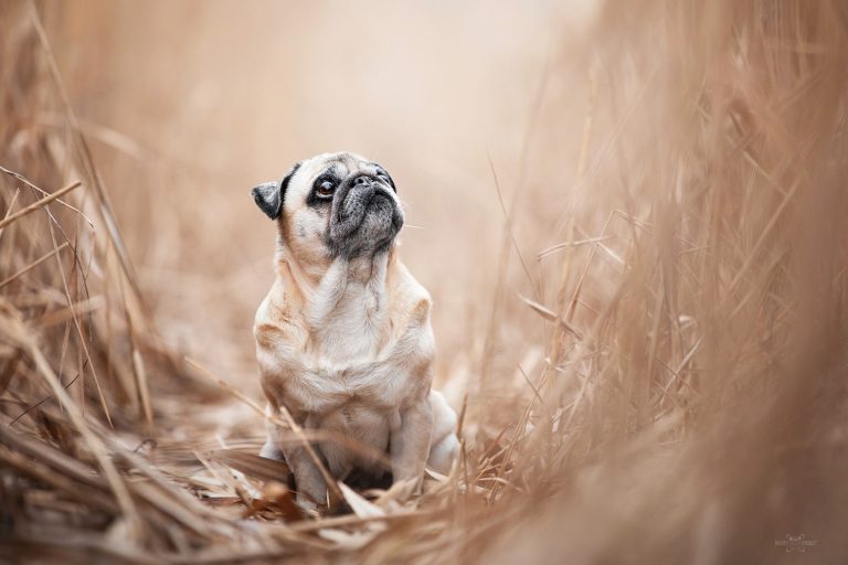 FluffyPixels - galerija slik
