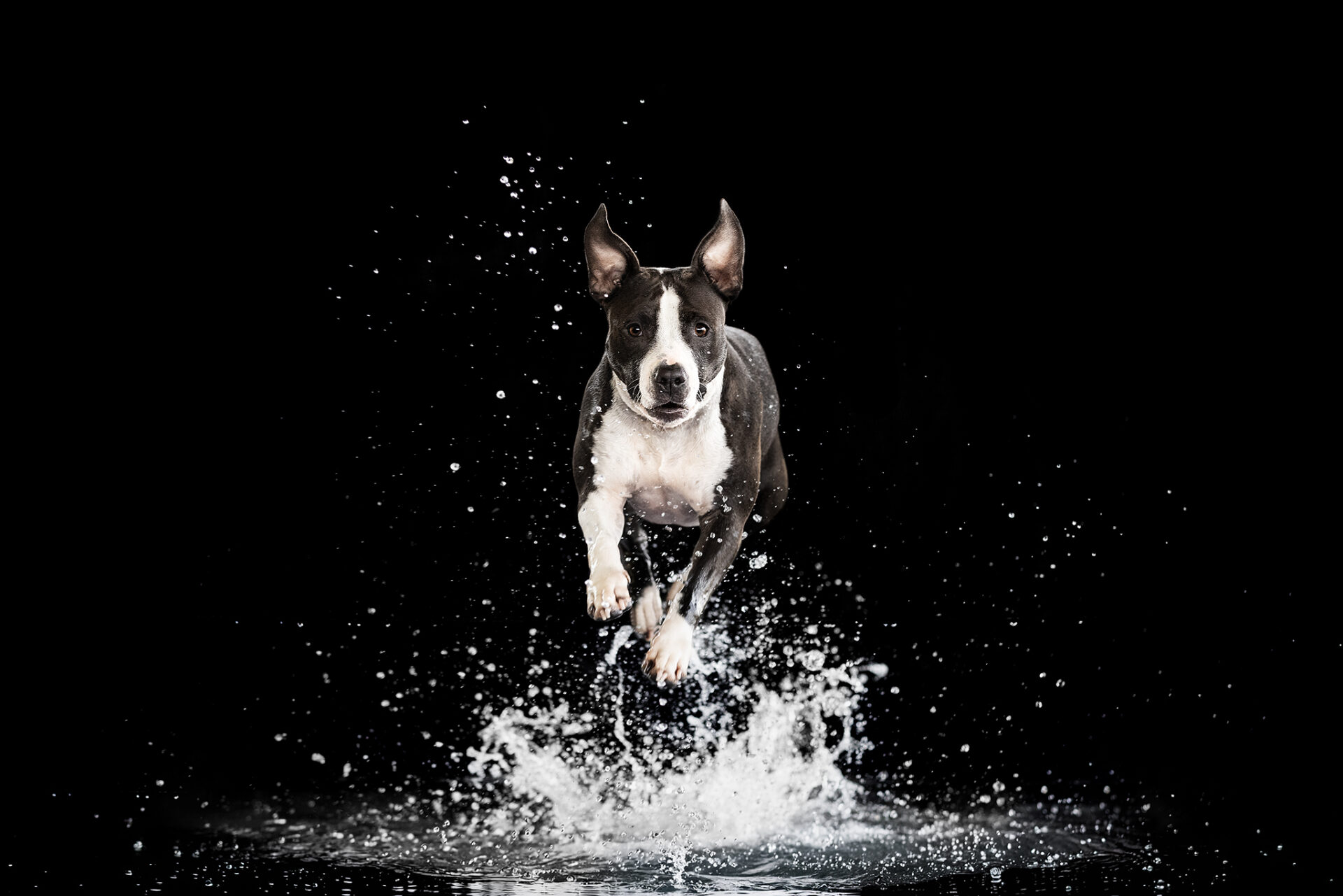 PASJE “SPLASH” FOTOGRAFIRANJE
